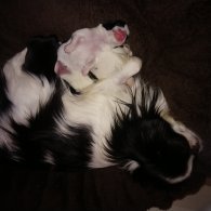 Japanese Chin - Bitches