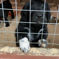 Labradoodle - Dogs