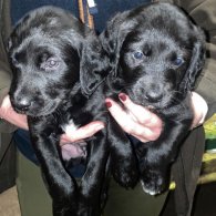 Labradoodle - Dogs