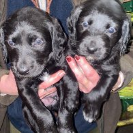 Labradoodle - Dogs