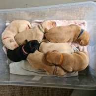 Labrador Retriever - Both