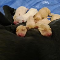 Labrador Retriever - Both