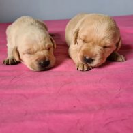 Labrador Retriever - Both