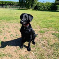 Labrador Retriever - Both