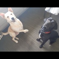 Labrador Retriever - Both