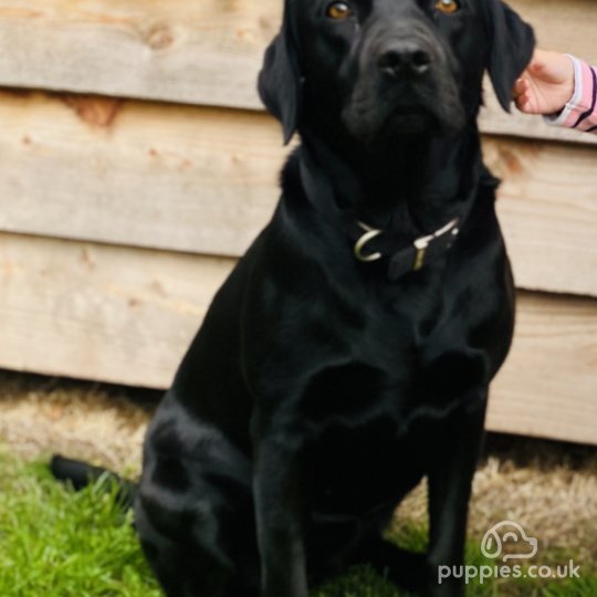 Labrador Retriever - Dogs