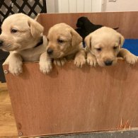 Labrador Retriever - Both