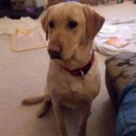 Labrador Retriever - Both