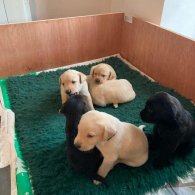 Labrador Retriever - Both