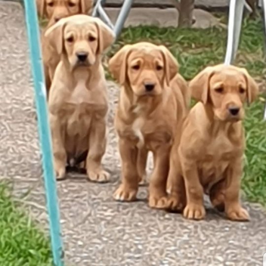 Labrador Retriever - Both