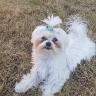 Maltese - Both