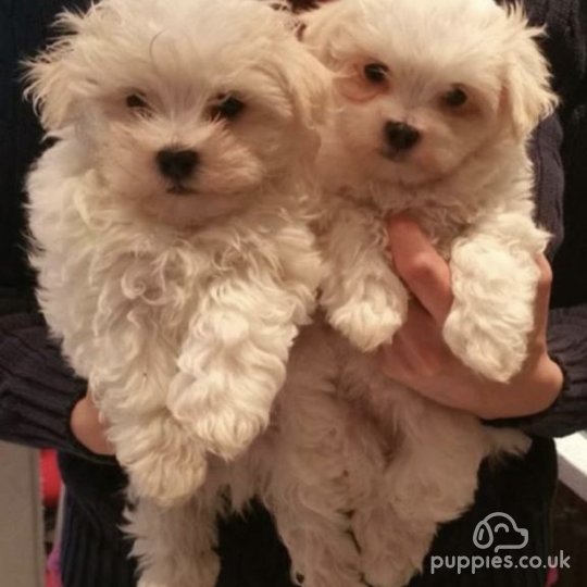 Maltese - Both