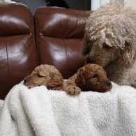 Miniature Poodle - Dogs