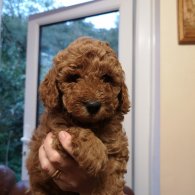 Miniature Poodle - Dogs