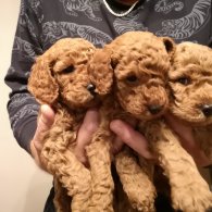 Miniature Poodle - Dogs