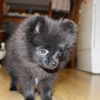 Pomeranian - Both