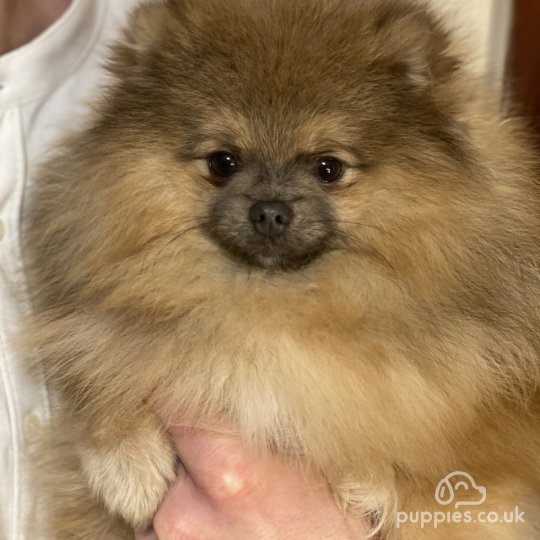 Pomeranian - Dogs