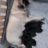 Pug - Both