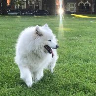 Samoyed - Both