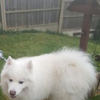 Samoyed - Both