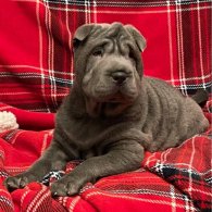 Shar Pei - Both