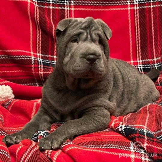 Shar Pei - Both