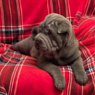 Shar Pei - Both