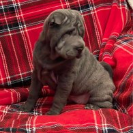 Shar Pei - Both