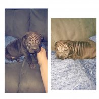 Shar Pei - Bitches