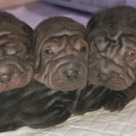 Shar Pei - Bitches