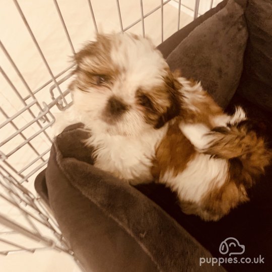 Shih Tzu - Dogs