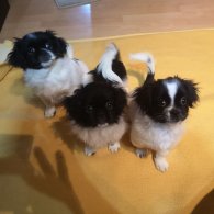 Shih Tzu - Dogs