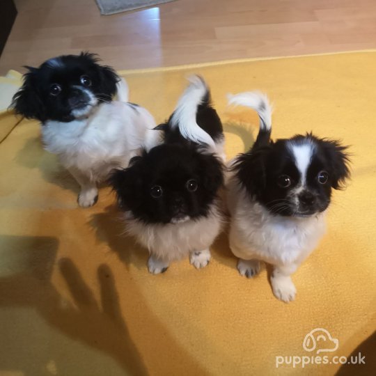 Shih Tzu - Dogs