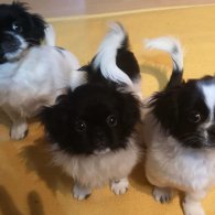 Shih Tzu - Dogs