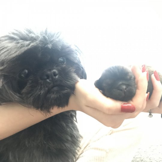 Shih Tzu - Both