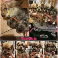 Shih Tzu - Both