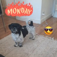 Shih Tzu - Both