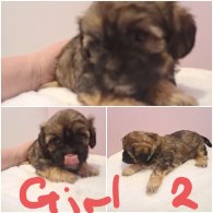 Shih Tzu - Bitches