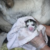 Siberian Husky - Dogs