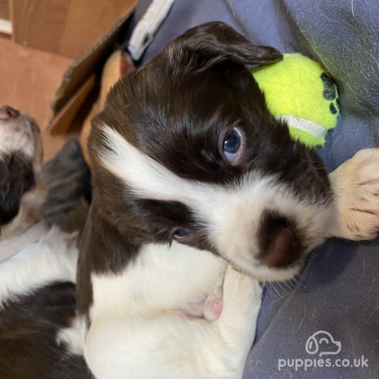 Sprocker Spaniel - Dogs