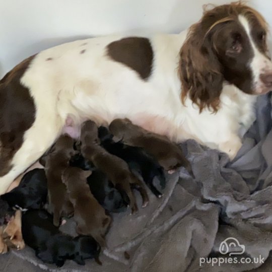 Sprocker Spaniel - Both