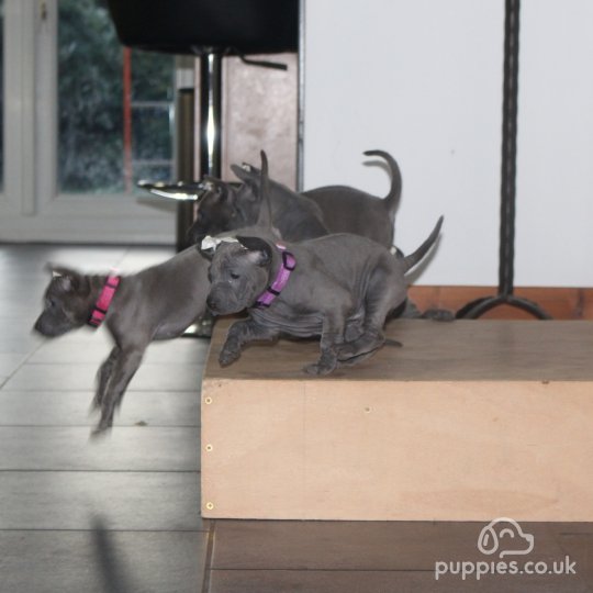 Thai Ridgeback - Both