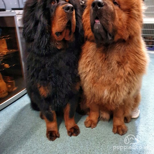 Tibetan Mastiff - Both