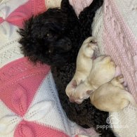 Toy Poodle - Both