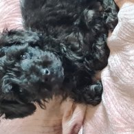 Toy Poodle - Dogs