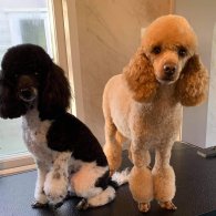 Toy Poodle - Both