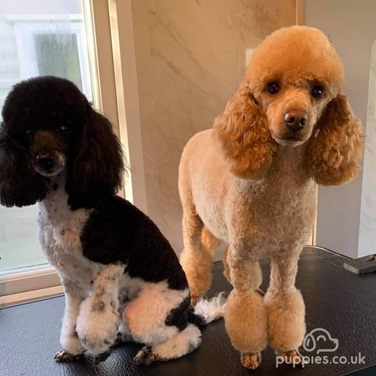 Toy Poodle - Both