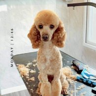 Toy Poodle - Both