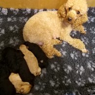 Toy Poodle - Both