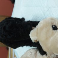 Toy Poodle - Both